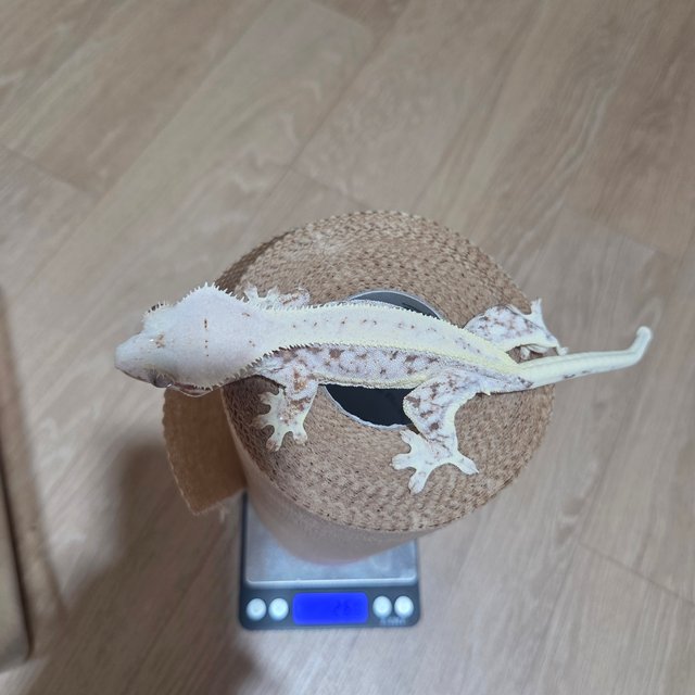 릴리화이트 풀핀 화이트스팟