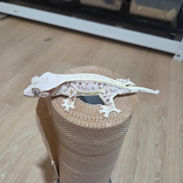 릴리화이트 풀핀 화이트스팟