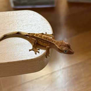 노멀 옐로우
