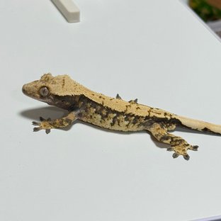 노멀 트라이 익스트림할리퀸