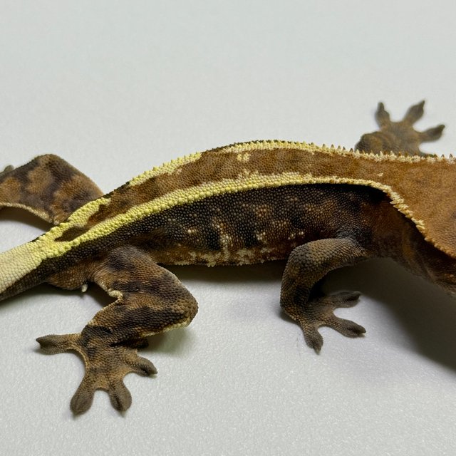 핀스트라이프 트라이 카푸치노