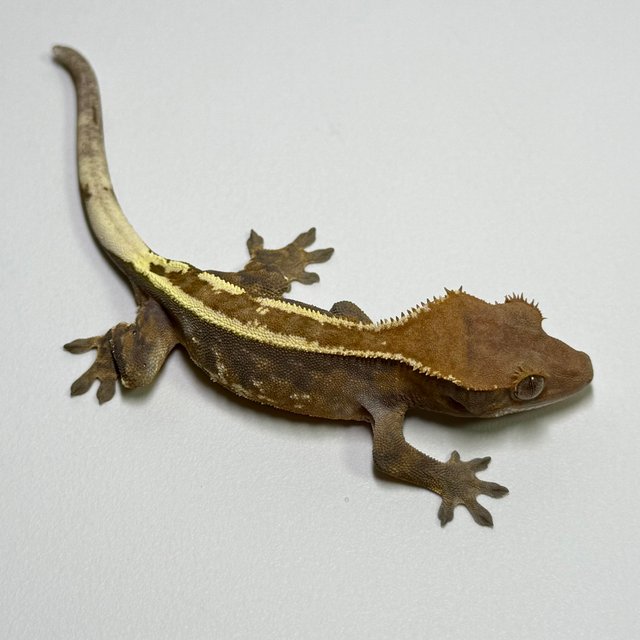 핀스트라이프 트라이 카푸치노