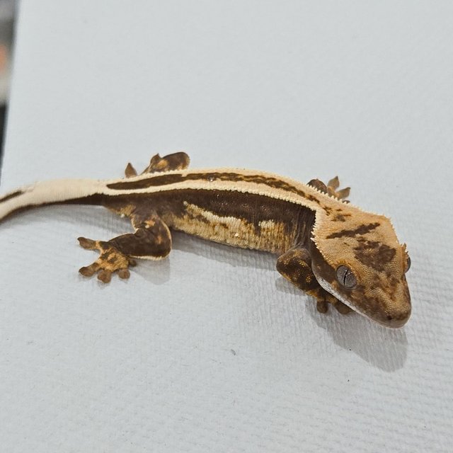 슈퍼스트라이프 엠티백 쿼드 풀핀