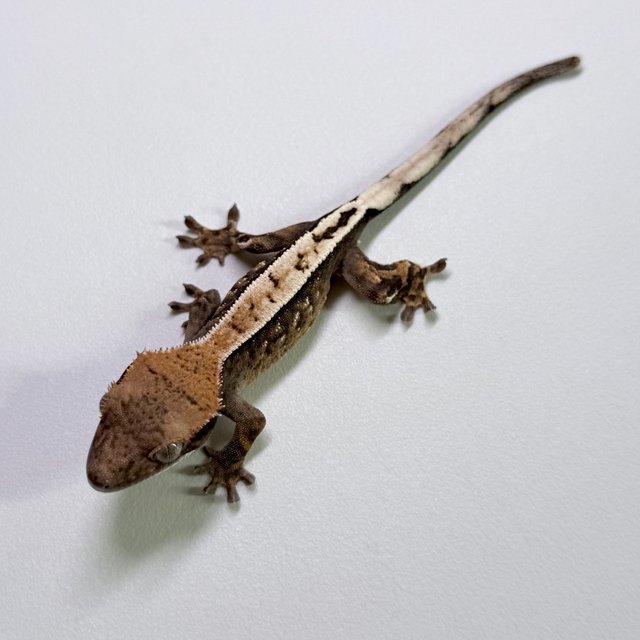 다크 세이블 화이트포트홀