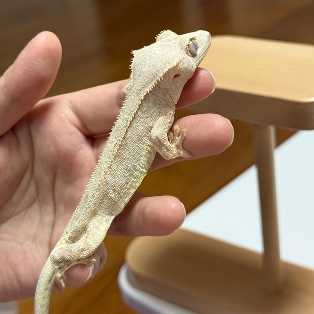 팬텀 크림 릴리화이트