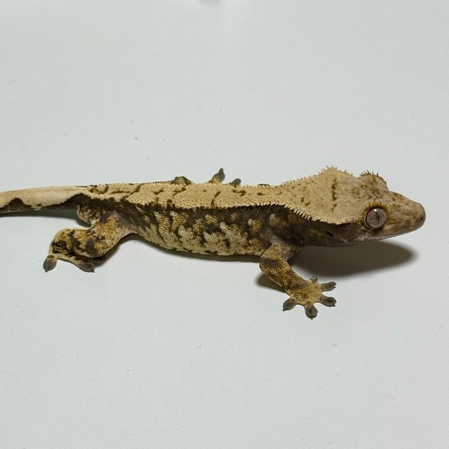 노멀 트라이 익스트림할리퀸