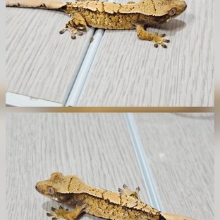 트라이