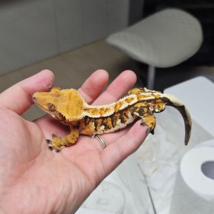 트라이 텐저린