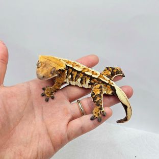 트라이 텐저린