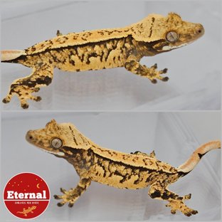 톰x티아