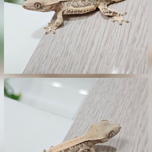 릴리화이트