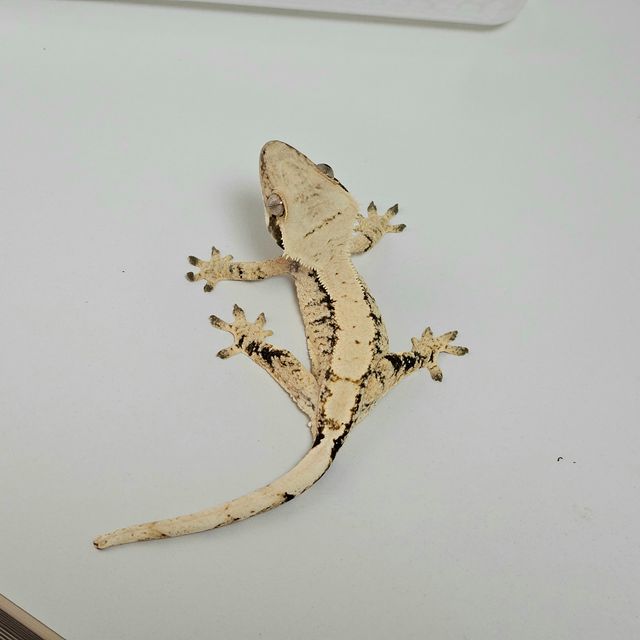 트라이