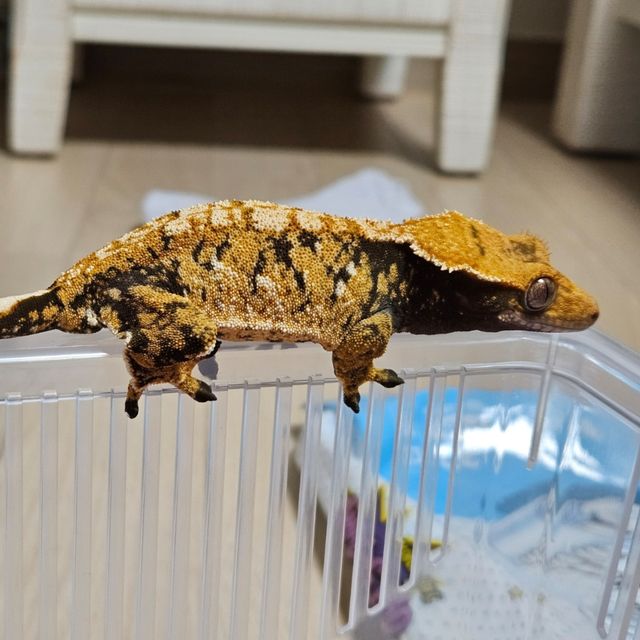 트라이 텐저린 바브
