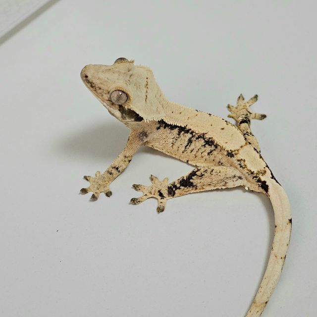 트라이