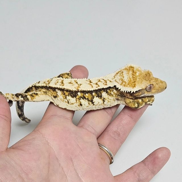 트라이