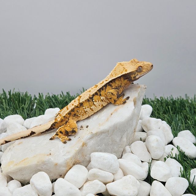 트라이