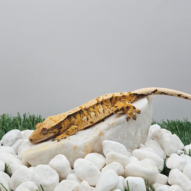 트라이