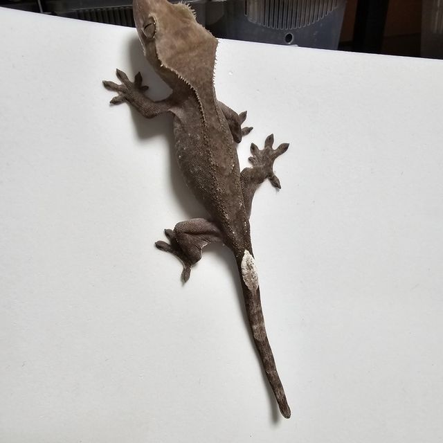 아잔틱