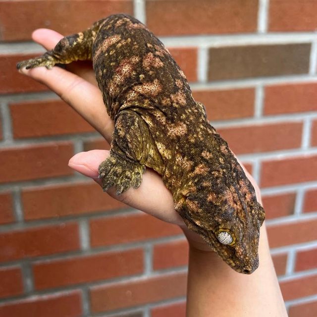 트루 컬러 GT 헷 멜라니스틱