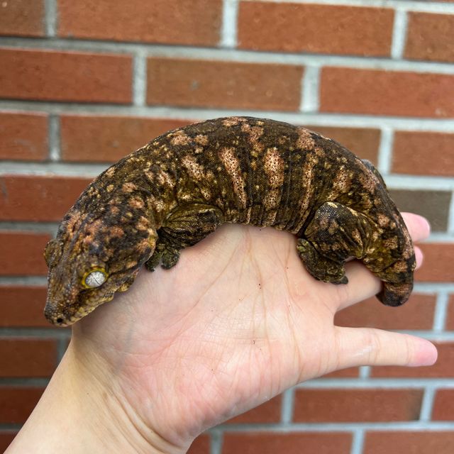 트루 컬러 GT 헷 멜라니스틱