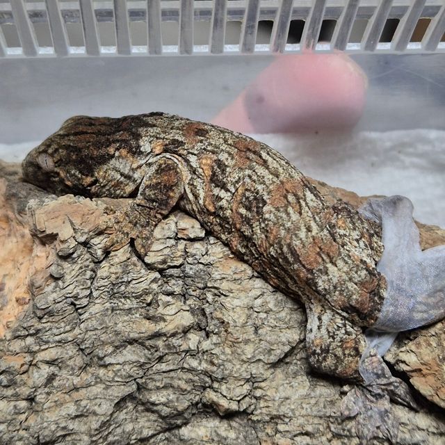 트루 컬러 GT 헷 멜라니스틱