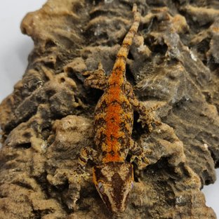 Red Reticulated Blotched Skeleton