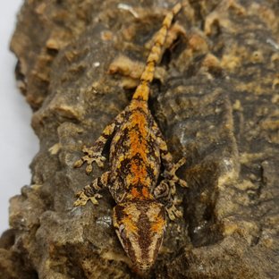 Red Reticulated Blotched Skeleton