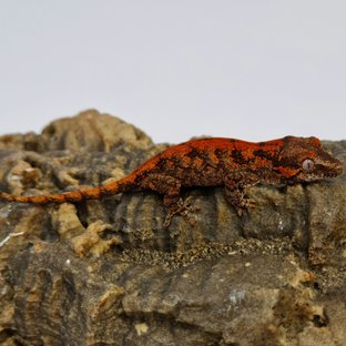 Red Reticulated Blotched Skeleton
