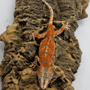 Red Reticulated Blotched Skeleton