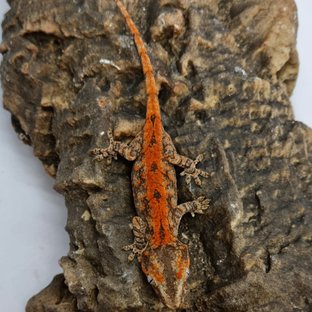 Red Reticulated Blotched Skeleton