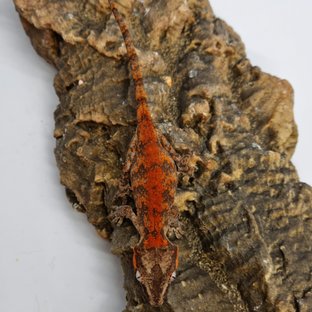 Red Reticulated Blotched Skeleton