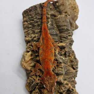 Red Reticulated Blotched Skeleton