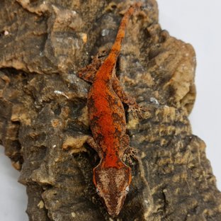 Red Reticulated Blotched Skeleton