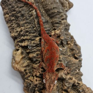 Red Reticulated Blotched Skeleton