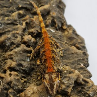 Red Reticulated Blotched Skeleton