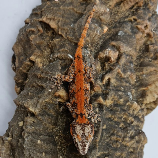 Red Reticulated Blotched Skeleton