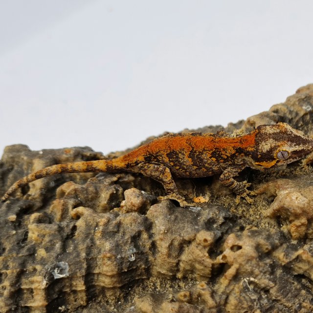 Red Reticulated Blotched Skeleton