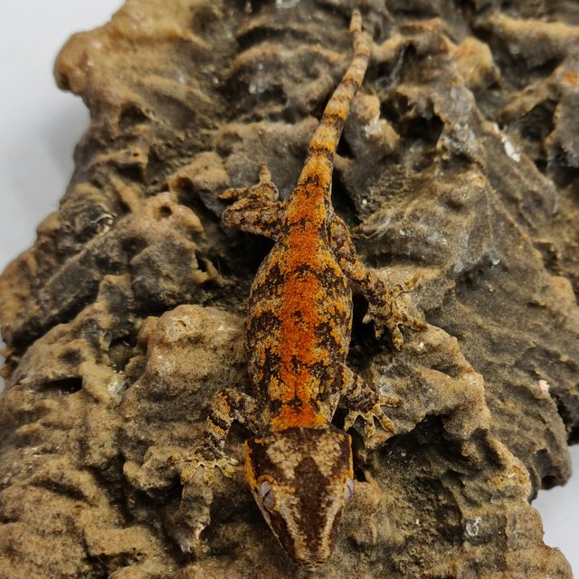 Red Reticulated Blotched Skeleton