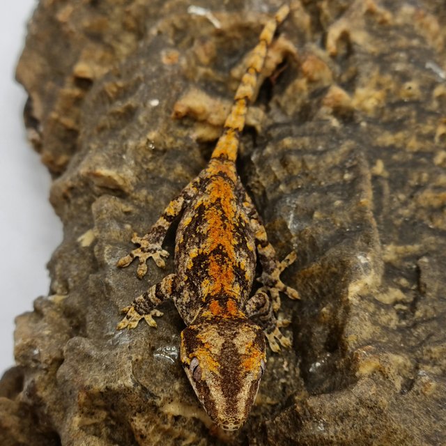 Red Reticulated Blotched Skeleton