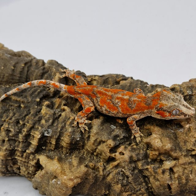 Red Reticulated Blotched Skeleton