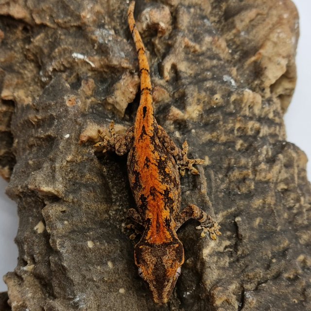 Red Reticulated Blotched Skeleton