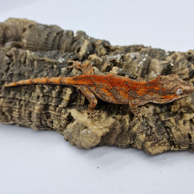 Skeleton Blotched Red