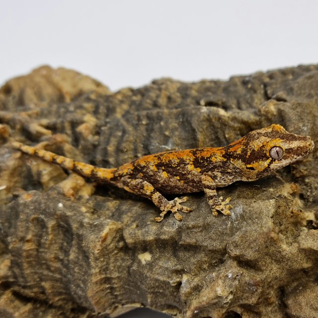 Red Reticulated Blotched Skeleton