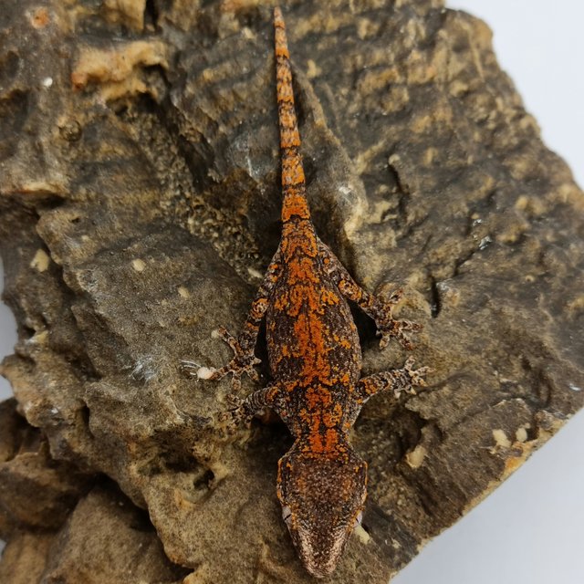 Red Reticulated Blotched Skeleton