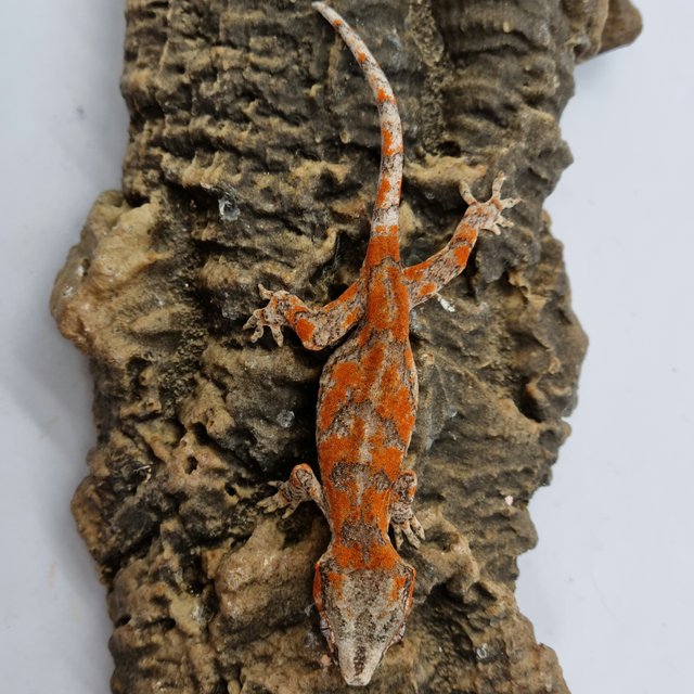 레드 레티큘 블로치드 스켈레톤