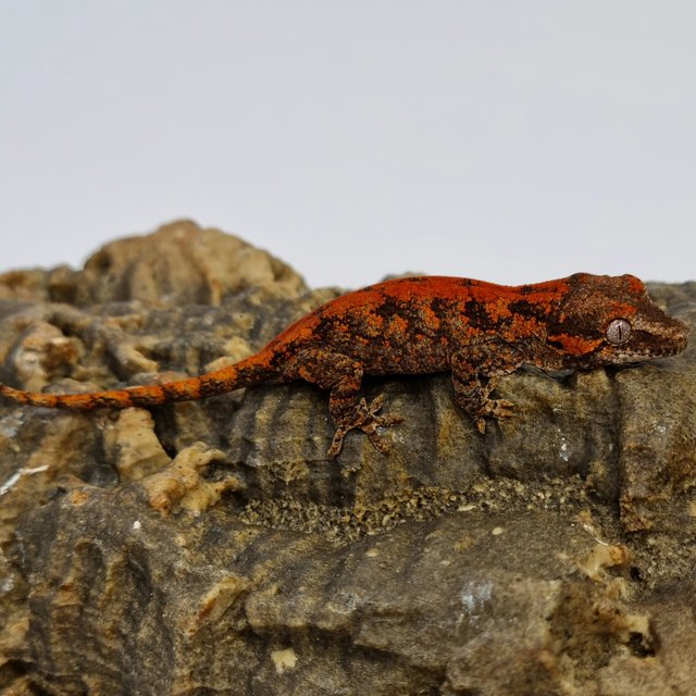 Red Reticulated Blotched Skeleton