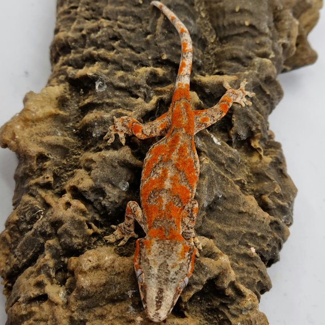 Red Reticulated Blotched Skeleton