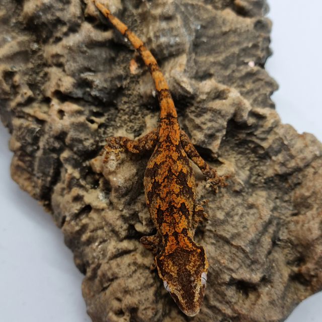 레드 레티큘 블로치드 스켈레톤