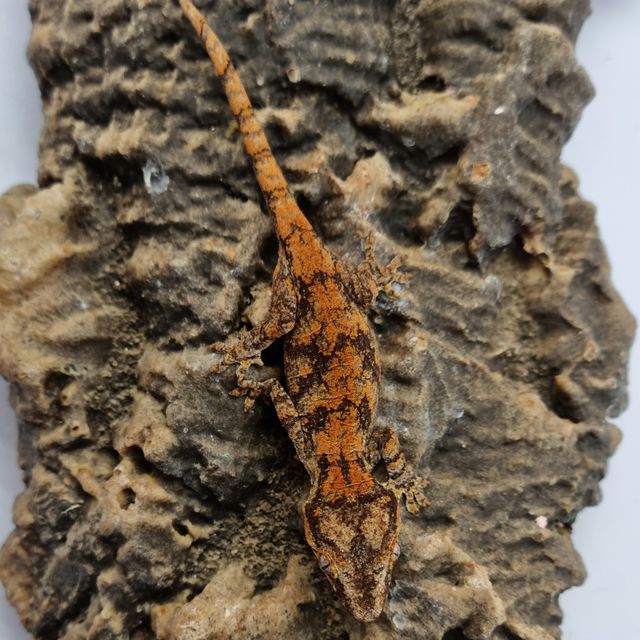 레드 레티큘 블로치드 스켈레톤