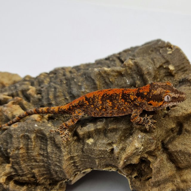 Red Reticulated Blotched Skeleton